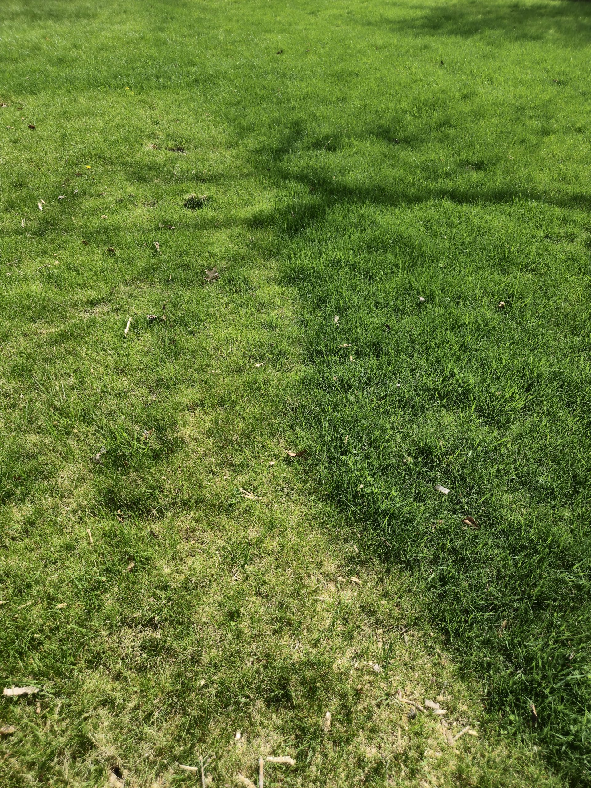 Before and after images showing healthier lawn post-fertilization